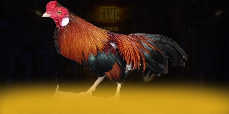 DAGA88 - Sảnh game đẳng cấp số 1 Việt Nam