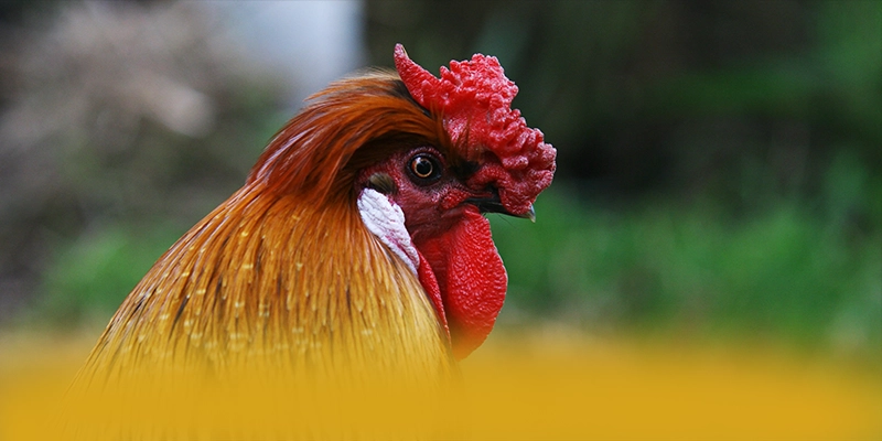 GO8 - Trang game hào phóng trên thị trường – Tìm hiểu khuyến mãi độc quyền của GO8