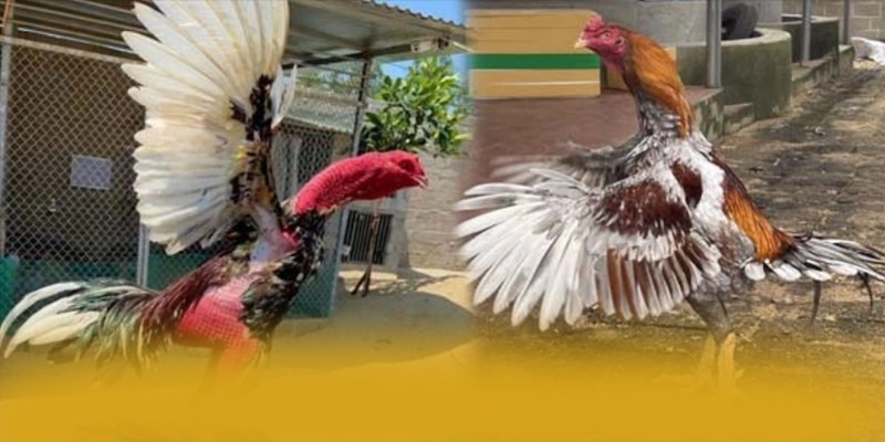 FAFA191 – Cổng giải trí phổ biến nhất, đang làm mưa làm gió trên thị trường.