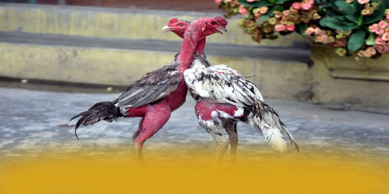 GO8 - Cổng game bài được đánh giá cao về độ tin cậy tại Việt Nam – Khám phá hệ thống bảo mật tại GO8