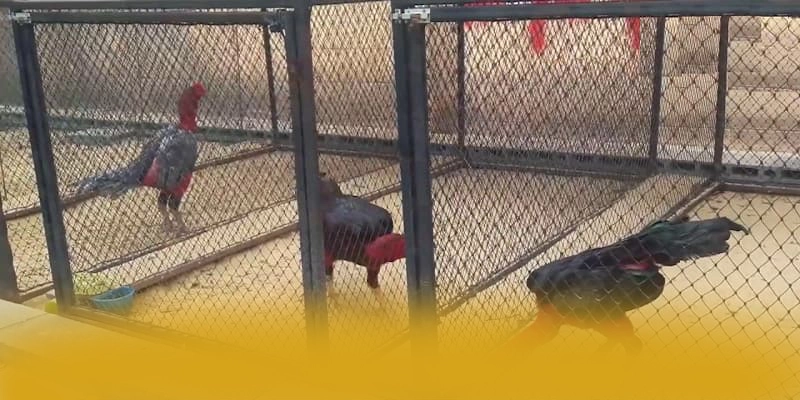 GEM88 - Ứng dụng giải trí được cộng đồng săn đón được giới cược thủ đánh giá cao – Khám phá ưu đãi hot của GEM88