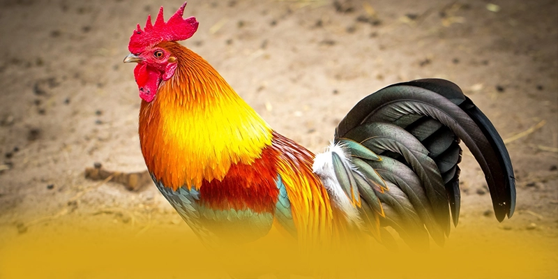 RR99 - Trang game với chính sách tặng thưởng đẳng cấp trên thị trường – Săn ngay RR99