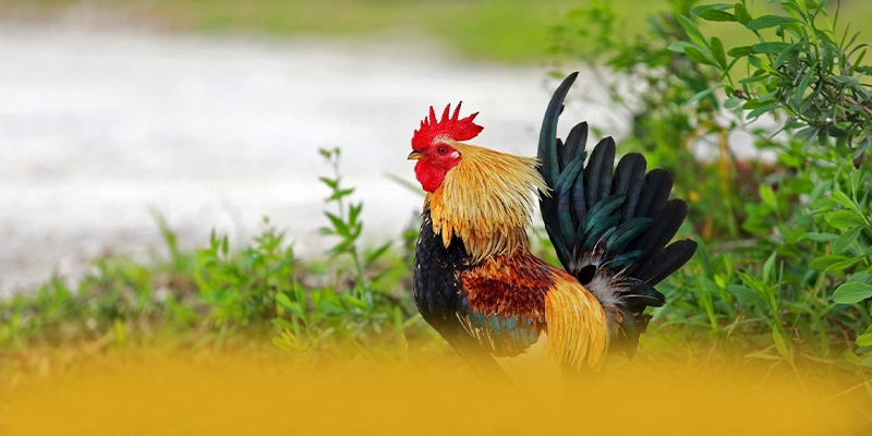 
Khám phá ngay RR99 - Cổng game phổ biến nhất số 1 Việt Nam
