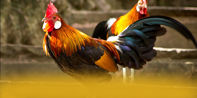 RR99 – Sân chơi đáng chơi nhất, được giới cược thủ đánh giá cao.