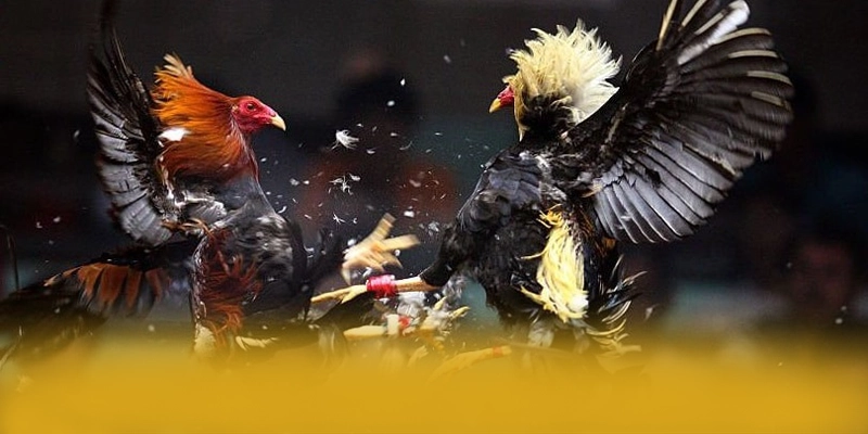 
Tìm hiểu AU88 - Sảnh game chất lượng số 1 Việt Nam
